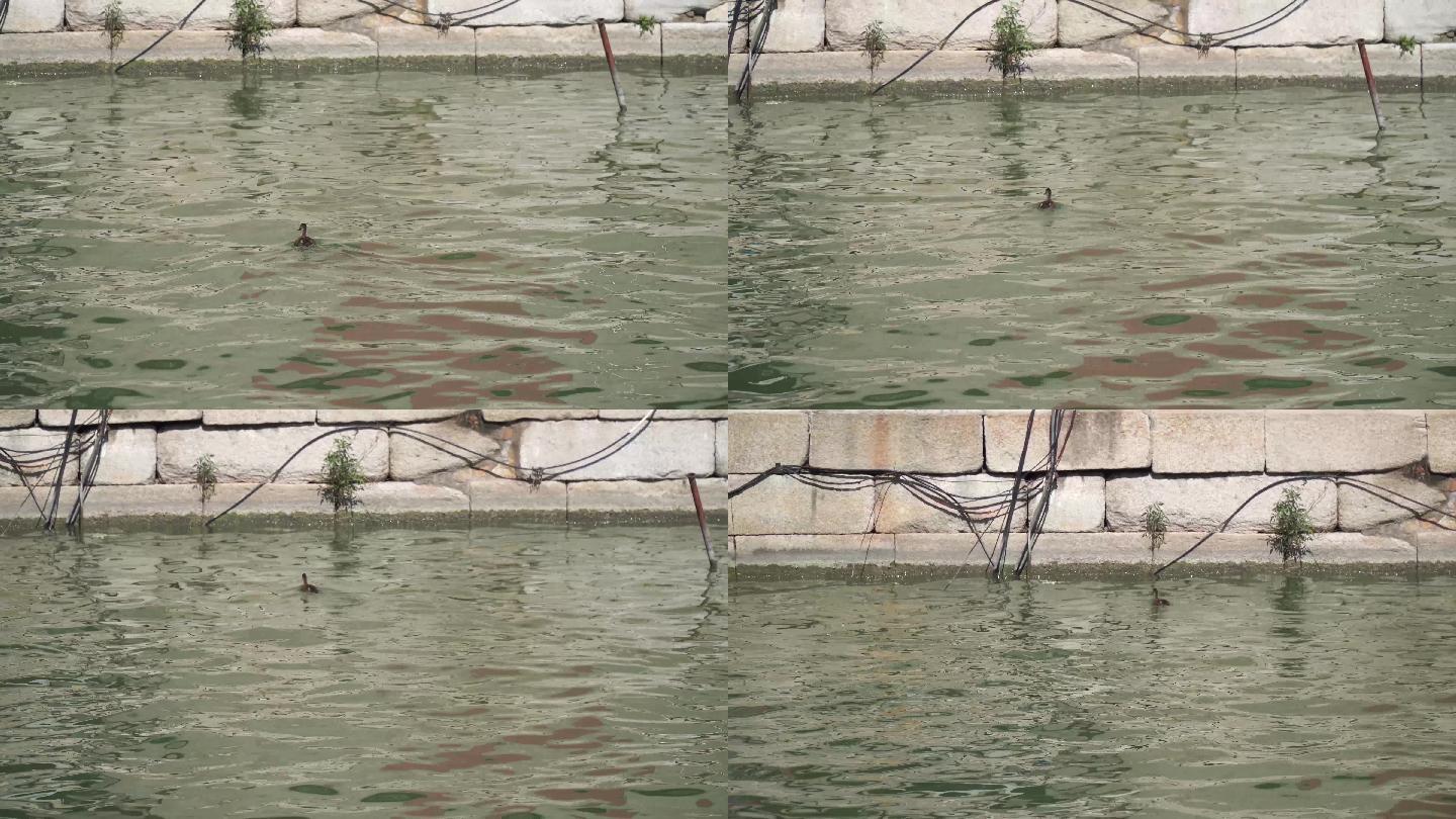 水面湖面水波纹上的小鸭子鱼苗