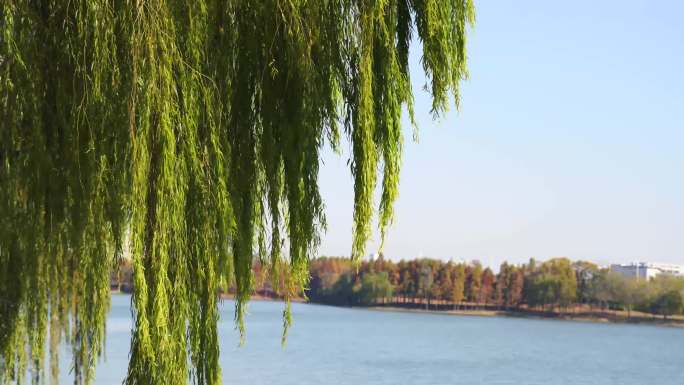 苏州石湖公园冬天里的杨柳