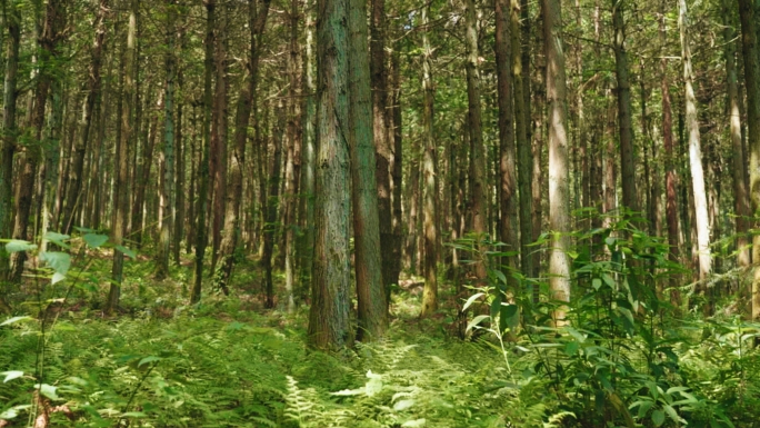【4K】森林大自然树林阳光