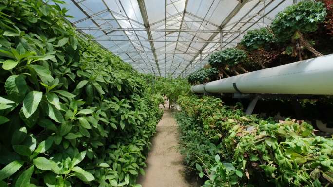 现代化农业无土基质栽培温室大棚