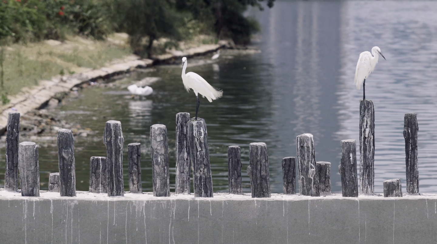 4k 白鹭 筼筜湖 厦门市鸟 保护动物