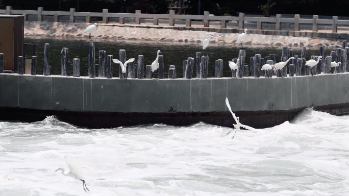 4k 白鹭 筼筜湖 厦门市鸟 保护动物