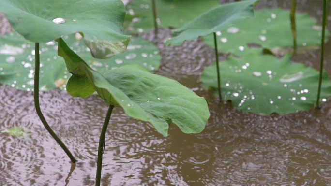 下雨天荷花荷叶雨滴滑落慢镜头