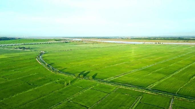 粮食产区灌溉-万亩稻田航拍农业大景