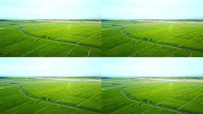 粮食产区灌溉-万亩稻田航拍农业大景