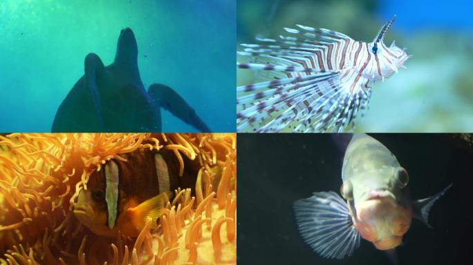 海底世界水族馆鱼类鱼群海洋生态