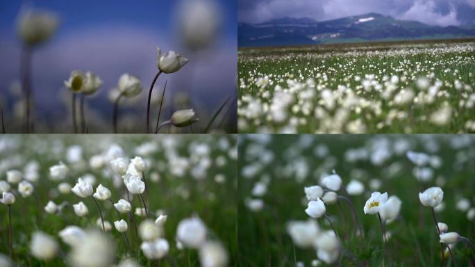 夏天草原上白色的小花