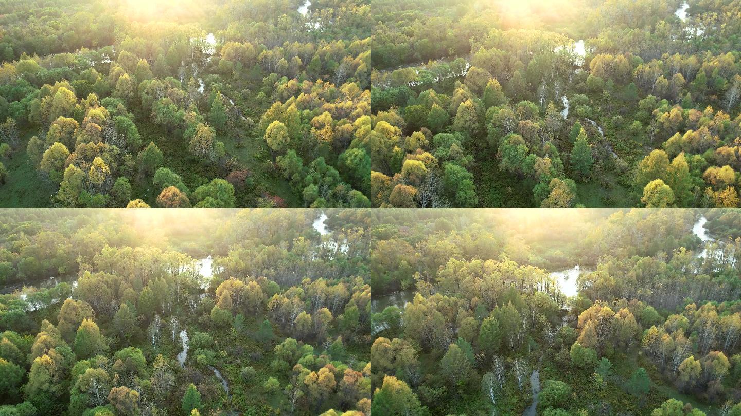 航拍丛林溪流秋景