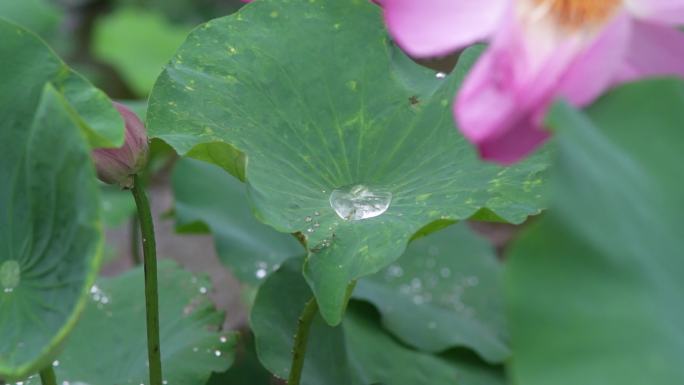 下雨天荷花雨滴滑落慢镜头