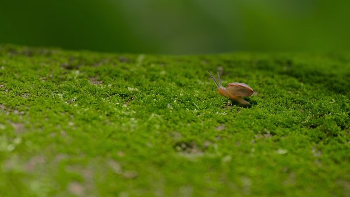 青苔上的小蜗牛