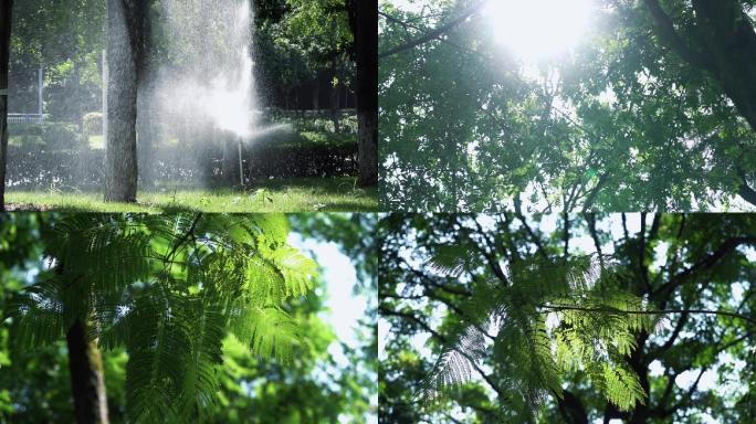 园林 绿化 浇水 喷水 树林阳光眩晕