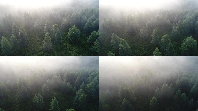 航拍晨雾中的松林