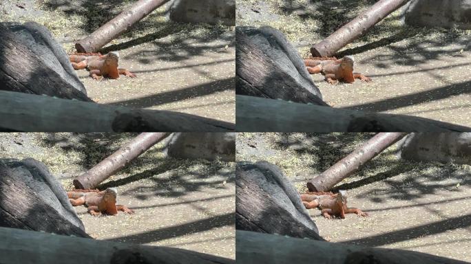 岩石红鬣蜥02