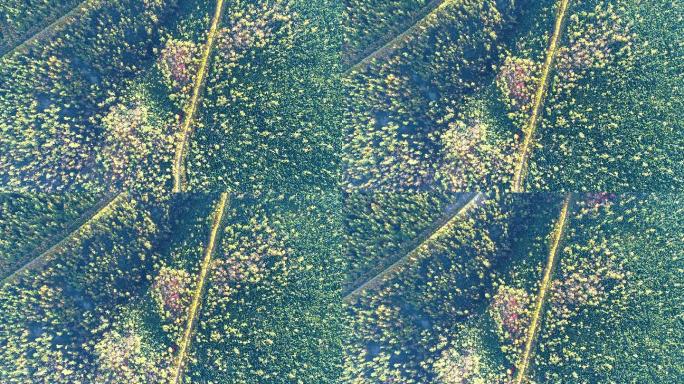 航拍秋季彩林山路