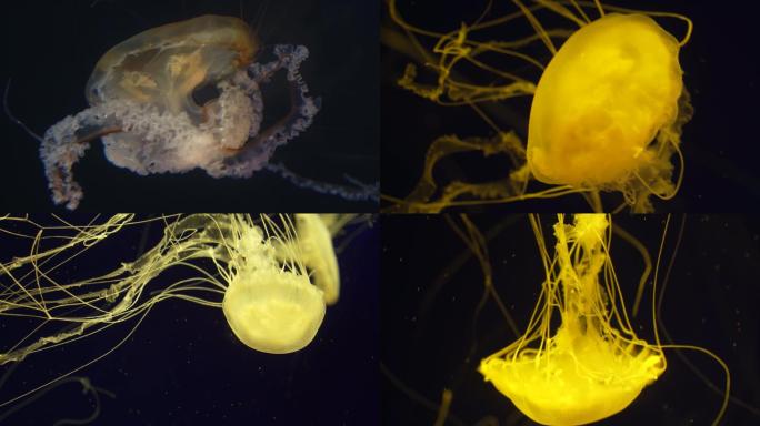 4K水母海底世界软体动物海洋特写