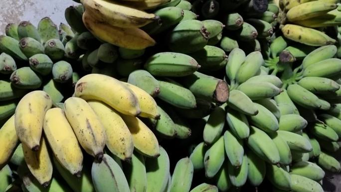 香蕉成熟期芭蕉收获季节香蕉大丰收芭蕉