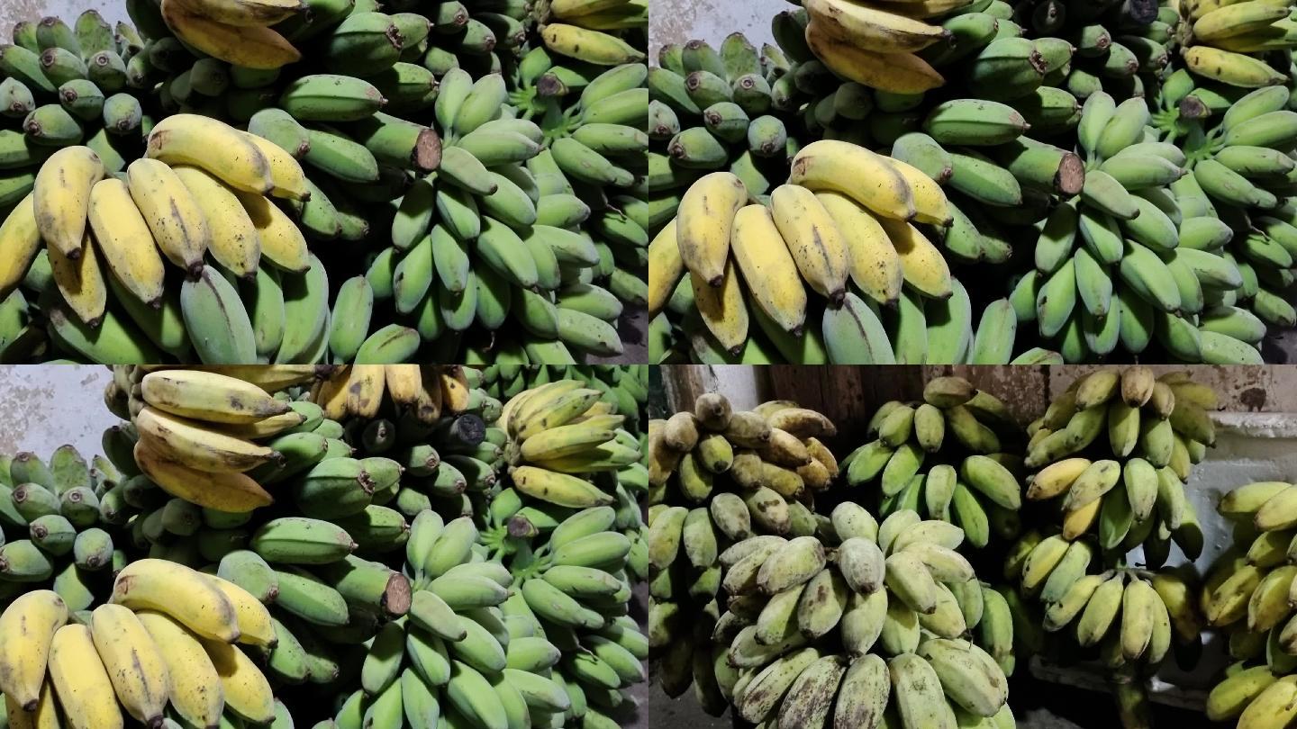 香蕉成熟期芭蕉收获季节香蕉大丰收芭蕉