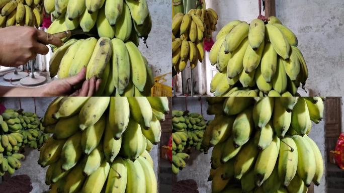 香蕉成熟期芭蕉收获季节香蕉顾熟芭蕉大丰收