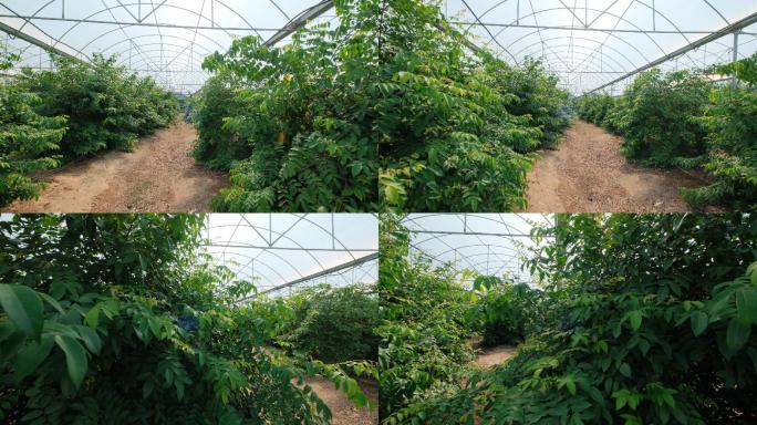 杨桃树现代化温室大棚果园果树栽培