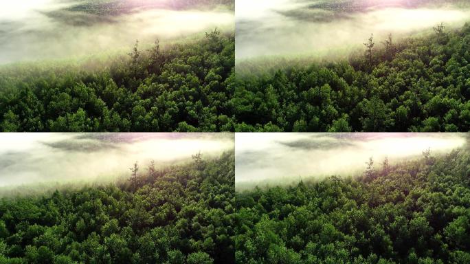 航拍云雾中的阳光树林