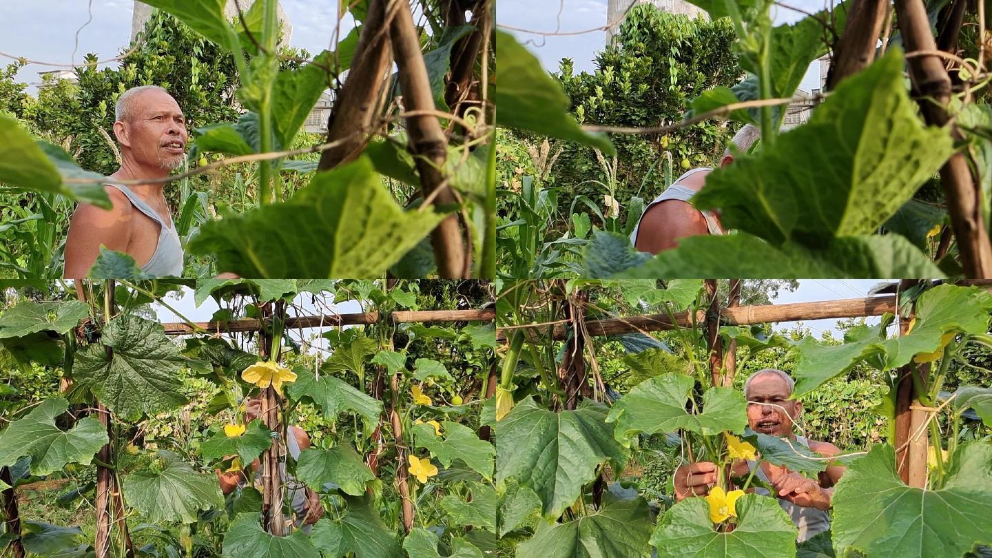 农民瓜农整理藤瓜青瓜种植物园蓠芭藤叶藤瓜