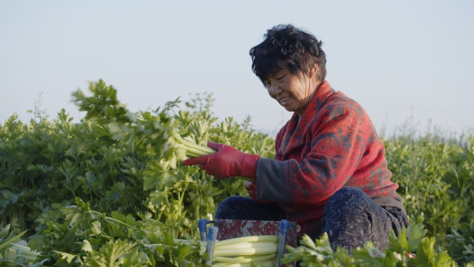 蔬菜芹菜西芹农民丰收收割农民笑脸丰收喜悦