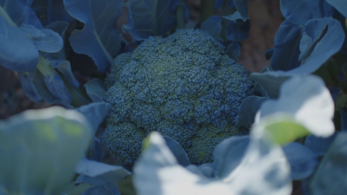 西兰花种植基地蔬菜种植基地