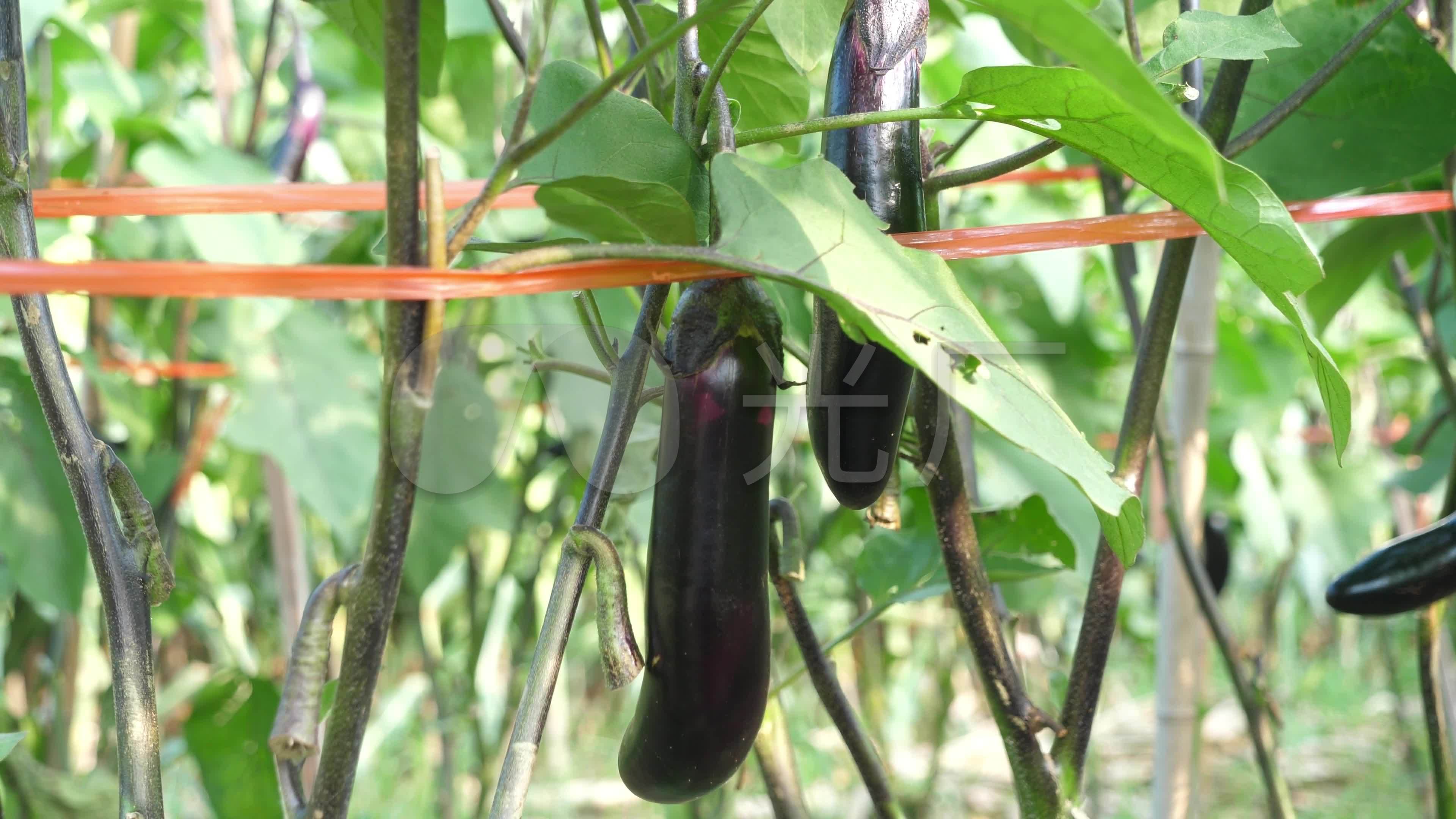 茄子新品种：海丰长茄3号 - 中国蔬菜 - 新农资360网|土壤改良|果树种植|蔬菜种植|种植示范田|品牌展播|农资微专栏
