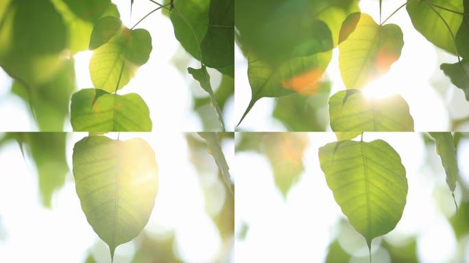 唯美清新阳光菩提树树叶逆光意境空镜头