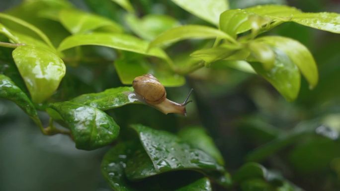 雨天蜗牛