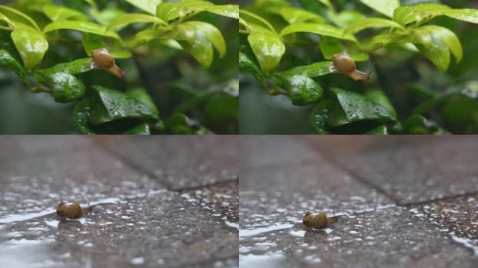 雨天蜗牛