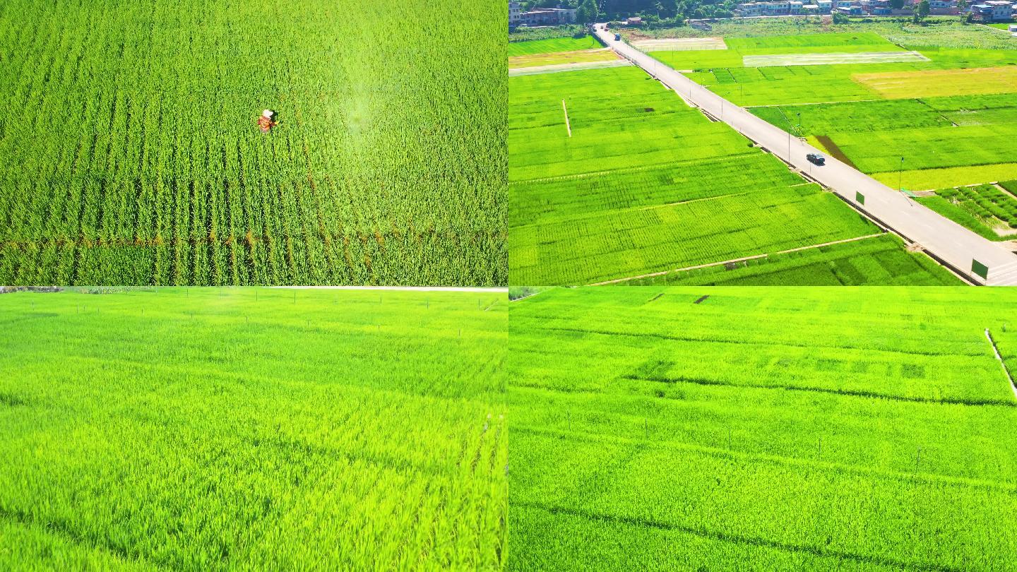 4k航拍水稻稻田