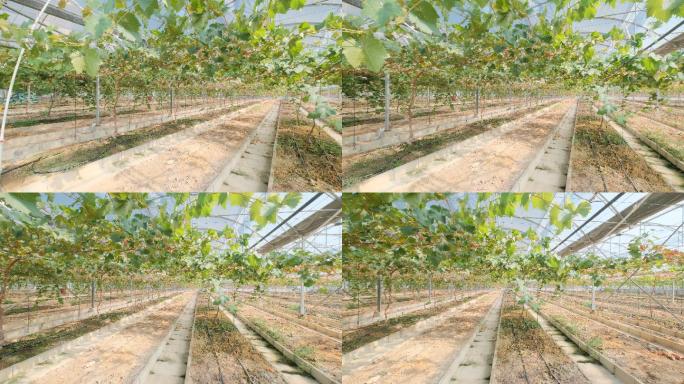 葡萄园现代化温室大棚果园果树栽培
