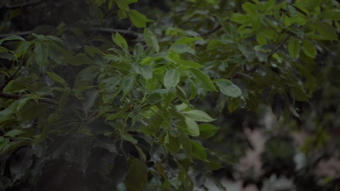 广州天河雨天树木树叶住宅楼房