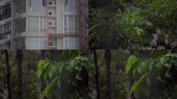 广州天河雨天树木树叶住宅楼房