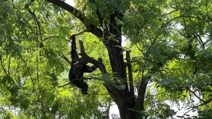 树上的黑猩猩荡树枝