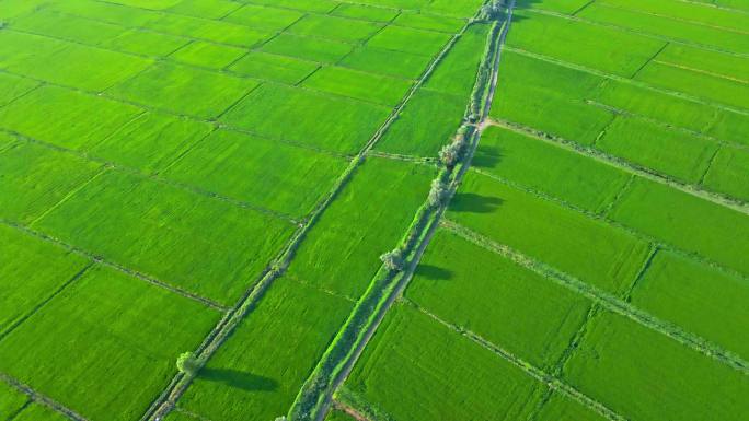 绿色田野绿色平原-有机稻田农业大景