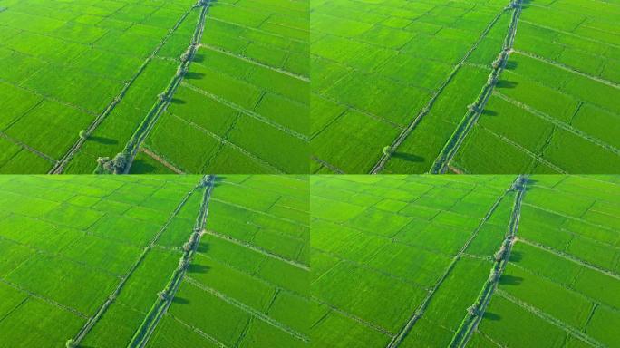 绿色田野绿色平原-有机稻田农业大景