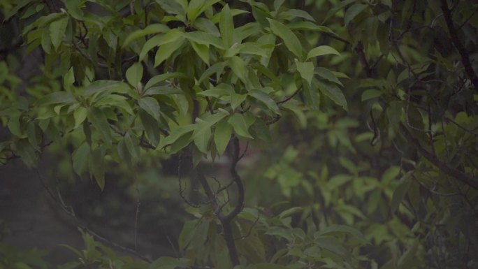 广州天河雨天树木树叶住宅楼房