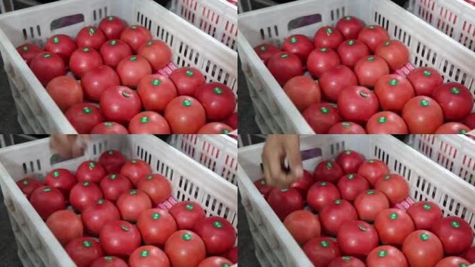 农民大棚西红柿丰收采摘