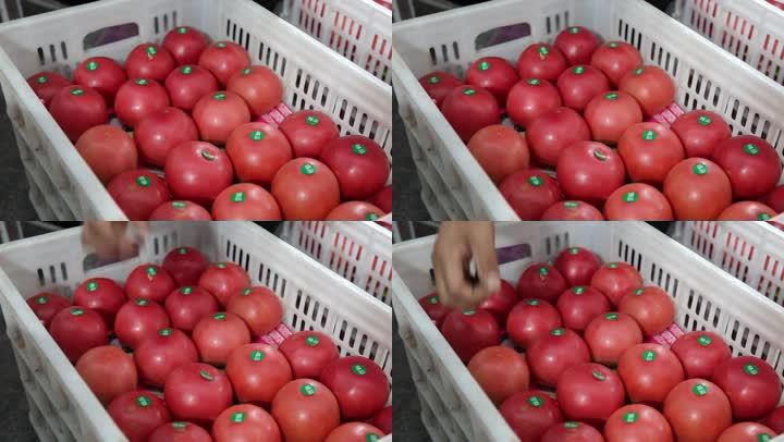 农民大棚西红柿丰收采摘