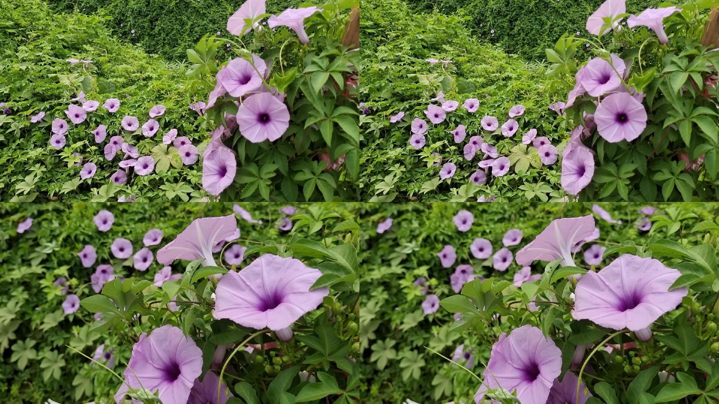 牵牛花晨曦照着牵牛花花藤