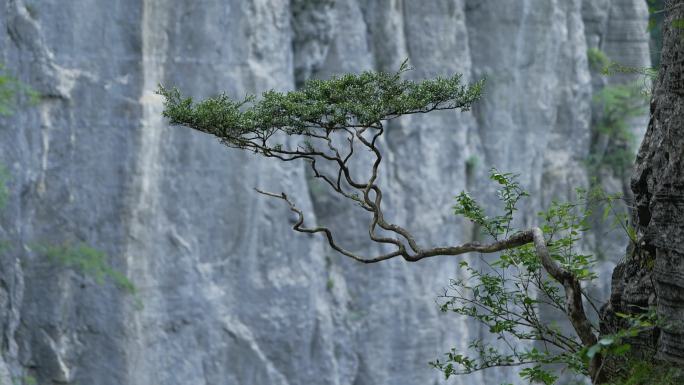 悬崖峭壁上生命力顽强的绿植