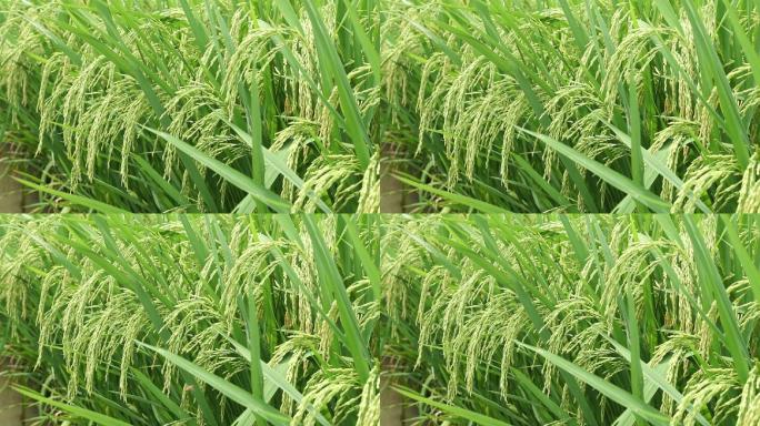 蜜蜂水稻稻田稻穗稻花特写4