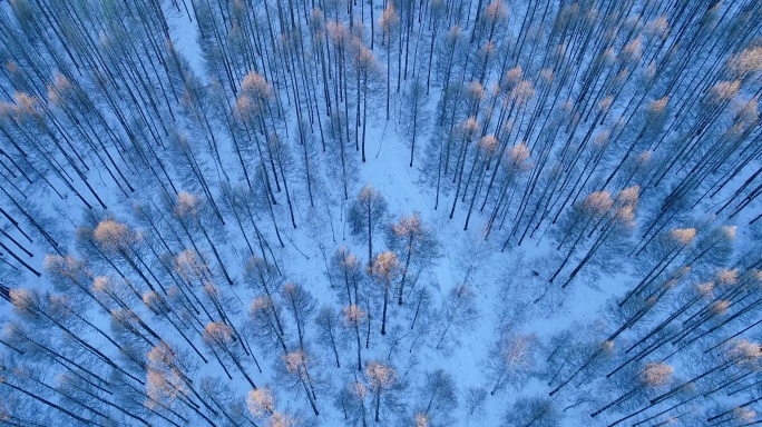 航拍雪原松林风景