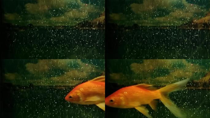 一条红色观赏鱼气泡水中气泡上升空气感气泡
