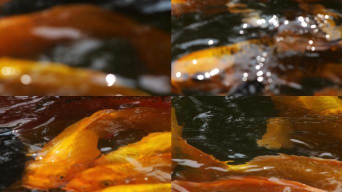 夏天波光粼粼唯美空镜头意境锦鲤鱼