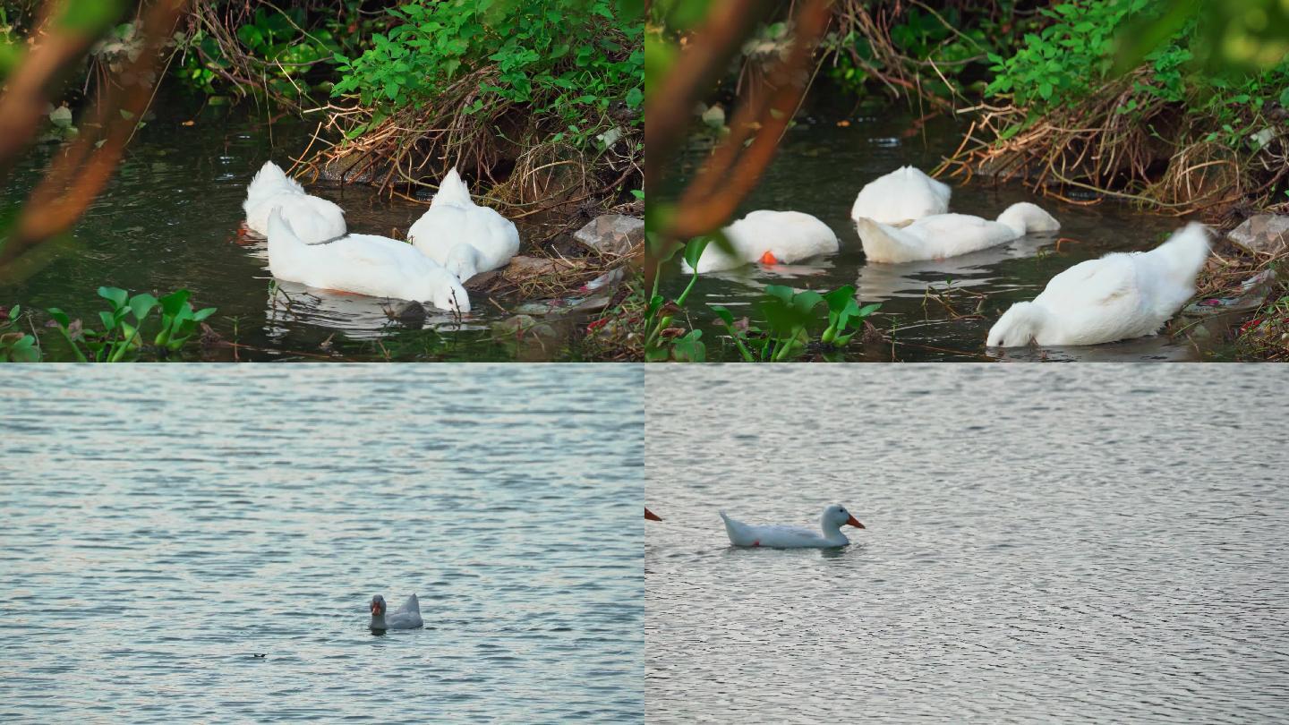 【4K超清】湖面上一群鸭子戏水觅食游玩