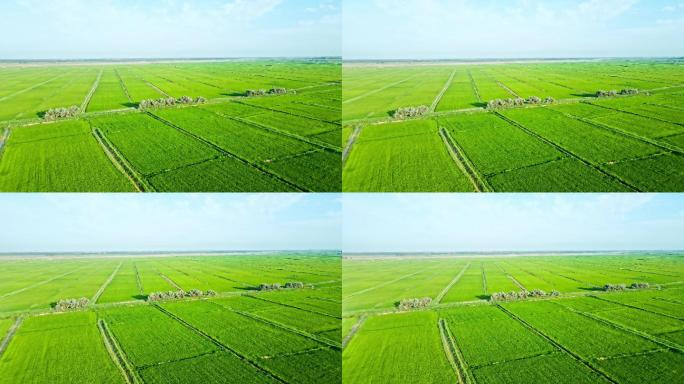 平原-田野-万亩水田水稻基地农业大景