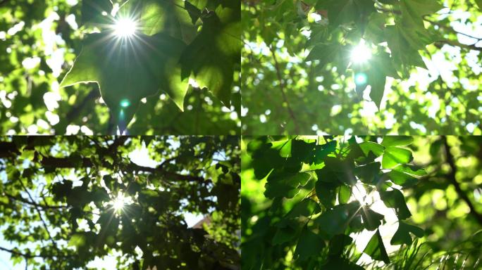 4k唯美逆光阳光透过树叶
